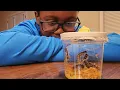 We Raised LIVE Caterpillars Into Chrysalises OBSESSED National Geographic Butterfly Kit