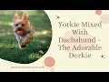 Yorkie Mixed With Dachshund - The Adorable Dorkie