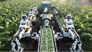 The Robots Machine Is Here Already They Are Harvesting Banana In A Perfect Manner