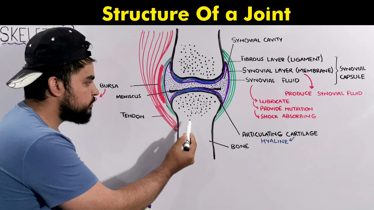 Structure and function of Synovial Joint: Biology Lecture