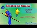 Download Lagu Masteran Suara Burung Jelita  Langka Luntur Jawa | Terapi air | #kicaumania #kicau  #burungkicau