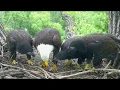 DECORAH EAGLES OH NO SUPERMOM S QUICK REACTION EAGLETS AT NINE WEEKS AWESOME JOB MOM