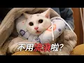 Download Lagu 小浪貓聽說自己被認養，一臉不敢相信的表情｜李喜猫