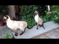 Silver Fox my happy Siamese Seal-Point cats 2