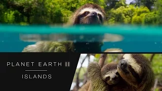 Swimming sloth - Planet Earth II Islands