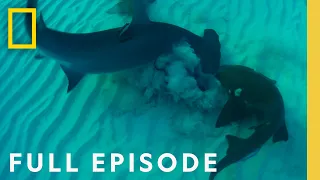 Ultimate Shark Showdown Bull Shark vs Hammerhead Full Episode National Geographic