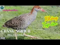 Download Lagu ✅Tiếng chim Chằng nghịch mồi chuẩn đánh lưới đêm mp3 | Slaty-breasted Rail best sound (P2)
