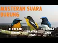 Download Lagu Masteran Suara Burung Tledekan (Sulingan) Gunung, Laut dan Sikatan Emas