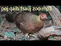 Download Lagu suab poj qaib tsauj zoo heev mp3