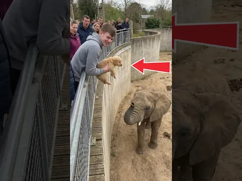 The clever elephant helped the mother dog, bringing her puppy to safety. #dogs #puppy