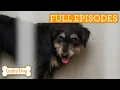 Download Lagu Traumatized Street Dog Finds Love With Retired Couple | Lucky Dog Double Episode