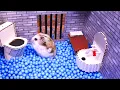 Download Lagu 🐹Hamster escapes the awesome maze for Pets in real life 🐹 in Hamster stories Part 2