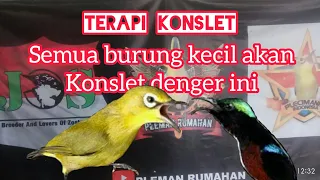 Download Terapi konslet pleci dan burung kecil lainnya MP3