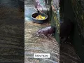 Download Lagu Hippo core. #piano #music #funny #hippo #hippos