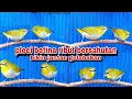 Download Lagu Suara Pleci Betina Ribut Bersahutan Untuk Memancing Birahi Pleci Jantan