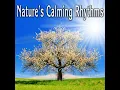 Small Wild Birds in the Morning for Self Awareness and Emotional Healing