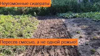 Рожь посади а она не взойди Пересев смесью покровных культур 