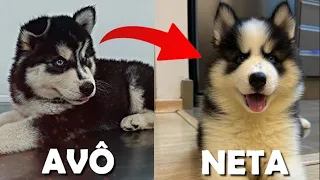 ADOTAMOS A NETA DO TUSK