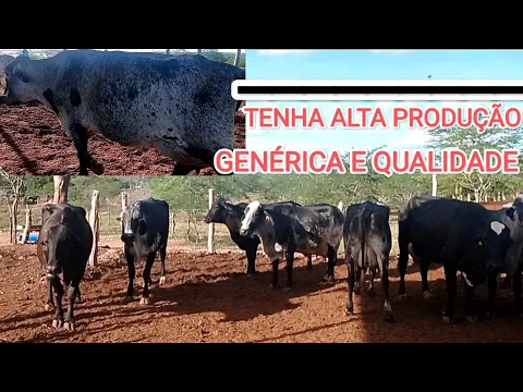 Download MP3 PECUARISTA MOSTRA COMO SELECIONAR AS MELHORES VACAS LEITEIRAS DO SEU REBANHO E TER GRANDE MÉDIA