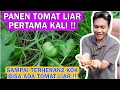 Download Lagu PANEN TOMAT LIAR DI PINGGIR SUNGAI KERING PERTAMA KALI!! TERHERAN2 BARU KALI INI NEMU TOMAT LIAR!!