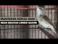 Download Lagu Suara kerak basi alis putih ( CIGROK ) gacor isian burung sikatan londo AMPUH buat masteran