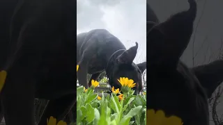 Don’t forget to take time to smell the flowers! #fyp #dream #doberman #pets #nature