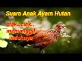 Download Lagu Suara Anak Ayam Hutan || Kasintu Memanggil Induknya