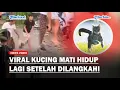 Download Lagu Viral Kucing Mati Hidup Lagi Setelah Dilangkahi, Aneh Tapi Nyata!