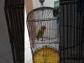 Masteran LoveBird Ak47