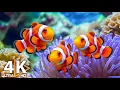 Lagu Het beste aquarium in 4K Ultra HD 🐠 Kleurrijke koraalrifvissen – Muziek voor een diepe slaap