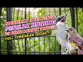 Download Lagu JINGJING PETULAK...Materi Tembakan Killer Bikin Jatuh Mental Lawan.