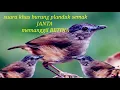 Download Lagu Suara khas burung planduk semak jantan memanggil betina