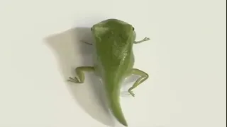 top 10 amazing funny science videos 2020 part 5 