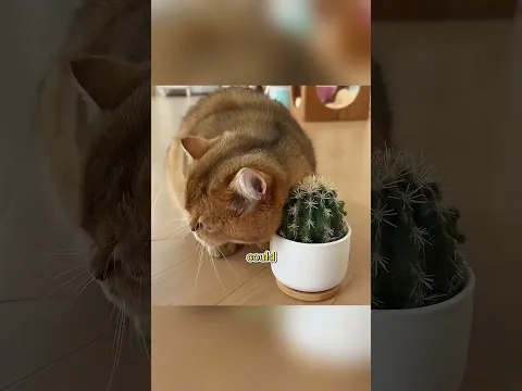 He Turned His Cats’ Fur Into a Bed! 🐱
