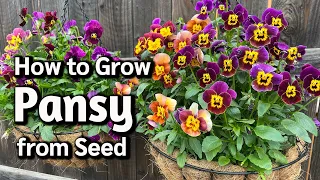 Download How to Grow Pansy from Seed in Pots or Containers 🌸 MP3