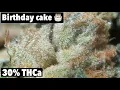Smoking Birt ay Cake STRAIN REVIEW