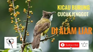 Download KICAU BURUNG CUCAK JENGGOT DIALAM LIAR MP3
