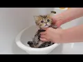 The reactions of the kittens when they took a bath for the first time were so cute