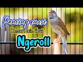 Lagu PANCINGAN KENARI NGEROL NEMBAK PANJANG, AMPUH BIKIN KENARI APAPUN IKUT EMOSI