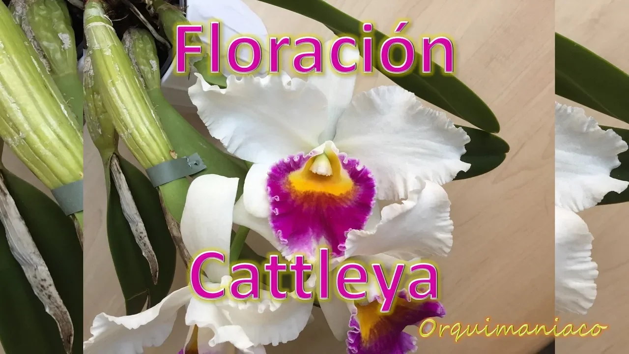 FLORACIÓN ORQUÍDEA CATTLEYA