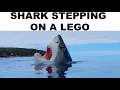 SHARK MEMES