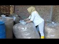 Download Lagu PAKAN SAPI MURAH, NGARIT SEBULAN BISA 1 X,  ADG 3 Kg / hari