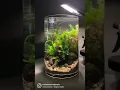 Download Lagu 3-gal CYLINDER AQUARIUM from hardscape to fully planted | The Indoor Wetlands 🌿🍸