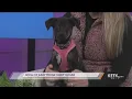 SPCA of East Texas Meet Sugar