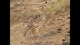 صوت طائر القبرة الزرعي Syrianhunter3008 