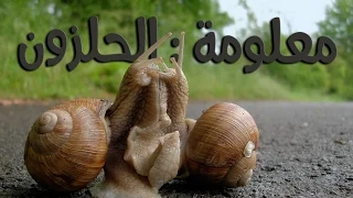 معلومة   حياة الحلزون دندنها
