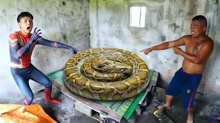 Brave Hunter Catch 2 Giant Pythons To Rescue Young Man