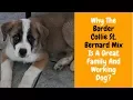 All About The Border Collie St Bernard Mix