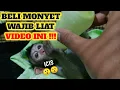 Lagu SEBELUM BELI MONYET | HARAP TONTON VIDEO INI DULU...