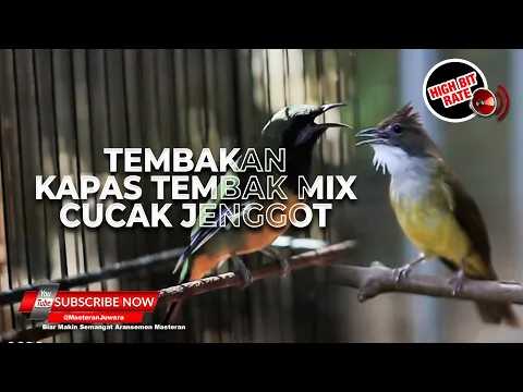 Download MP3 🔴 Suara Kapas Tembak Mix Cucak Jenggot Gacor Beset Ngetril vs Cucak Cungkok Gacor